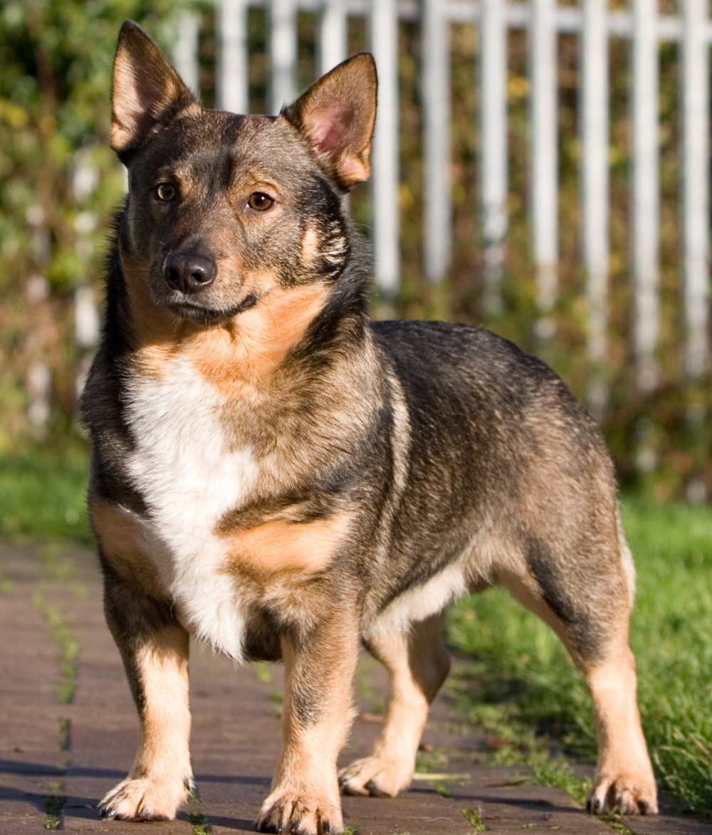 Swedish Vallhund | Breeds A to Z | The Kennel Club