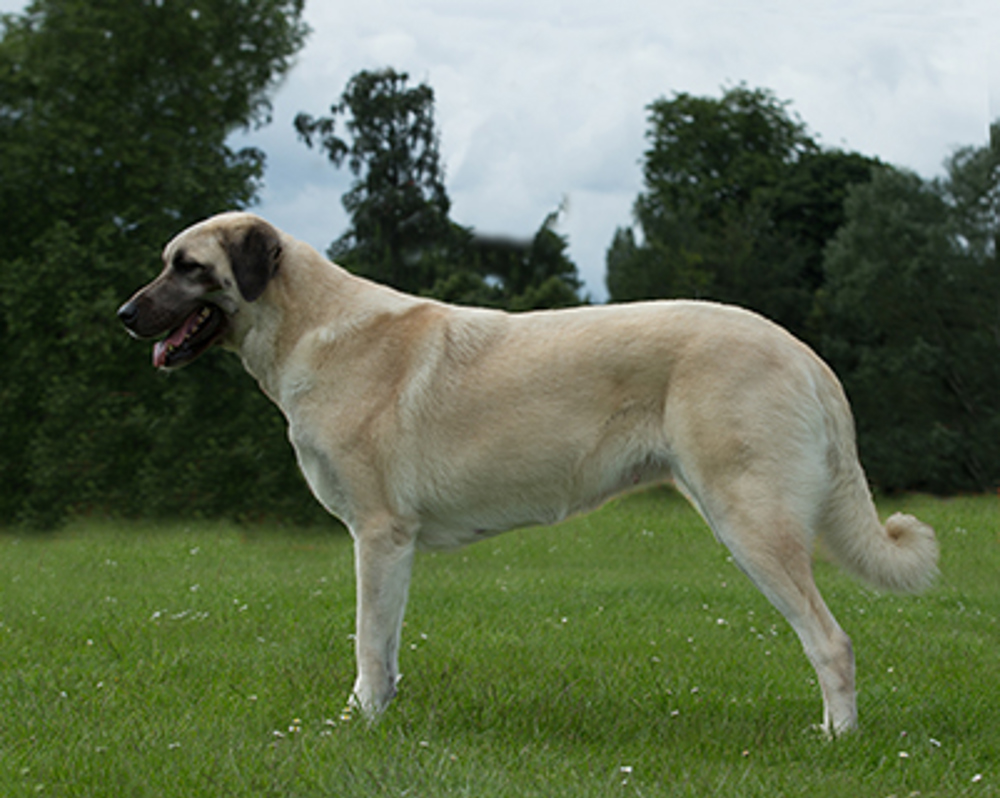 Turkish Kangal Dog Breeds A to Z The Kennel Club