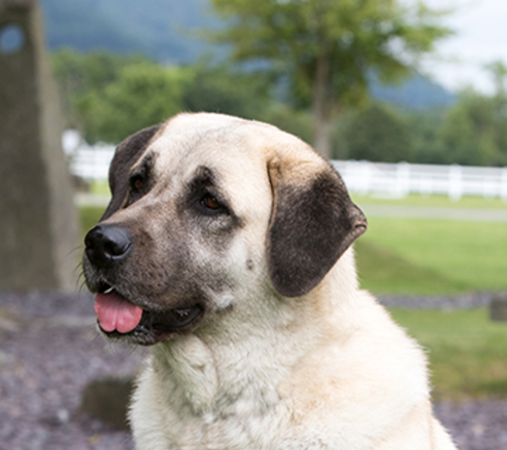 Turkish Kangal Dog Breeds A to Z The Kennel Club