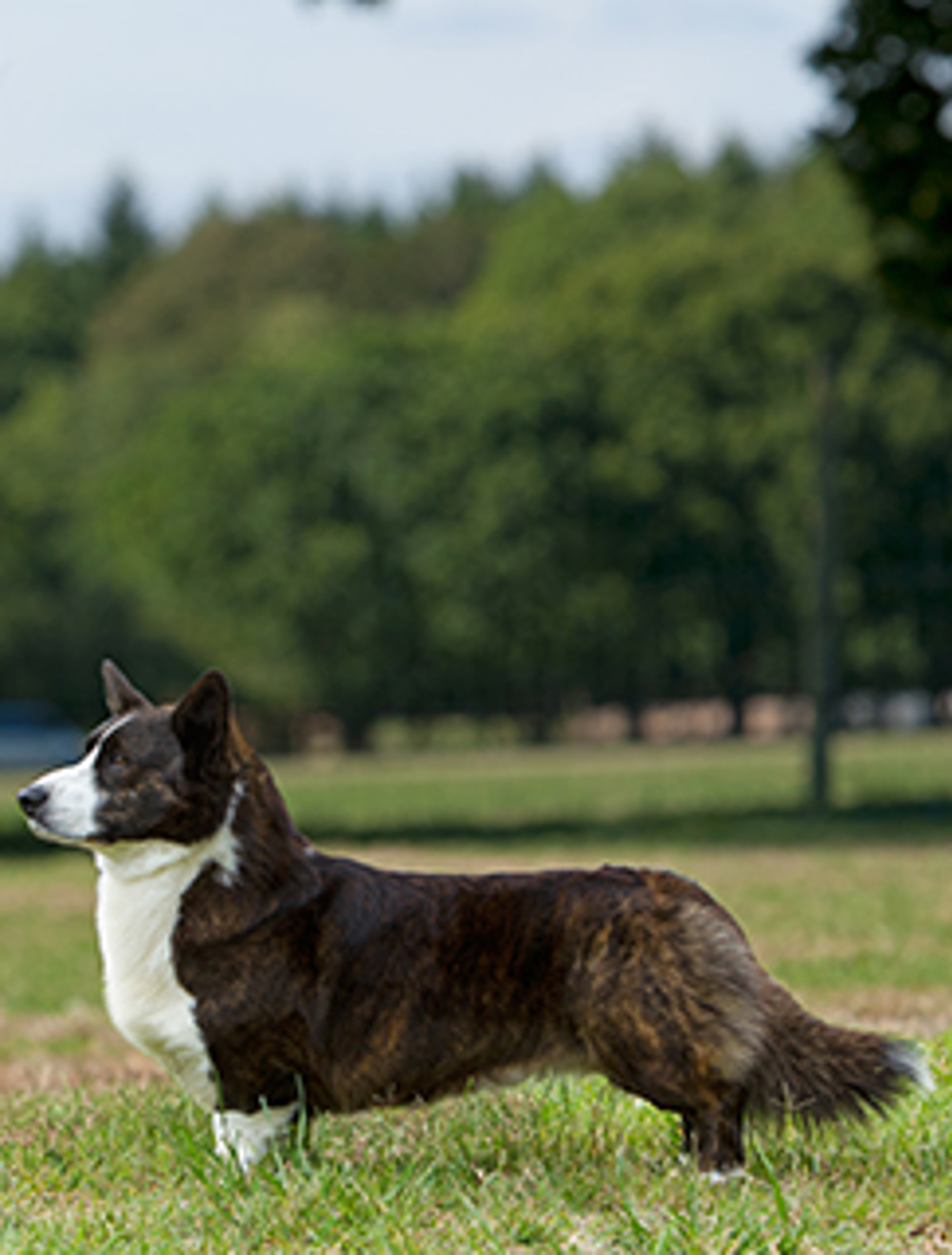 قطبي مألوف مكتب البريد Cardigan Welsh Corgi Puppies For Sale Sdcgummersbach Net قطبي مألوف مكتب البريد Cardigan Welsh Corgi Puppies For Sale Sdcgummersbach Net