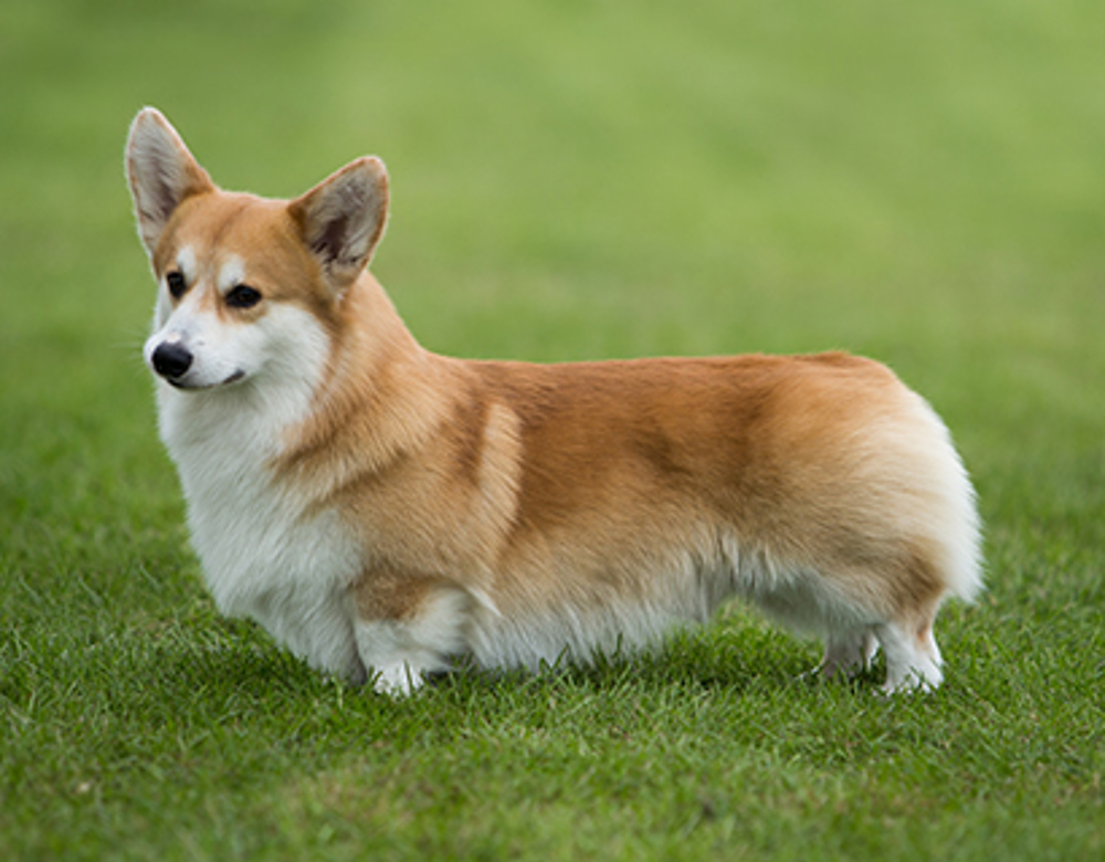 what is the average length of a corgi