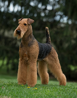 traditional working airedales