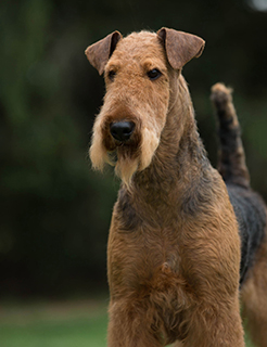 big airedale terrier