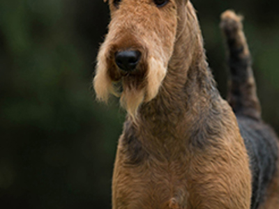 Airedale Terrier headshot