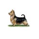 Australian Terrier illustration