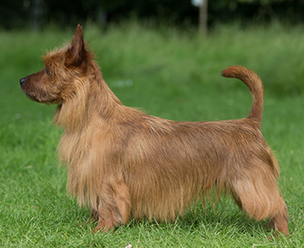 Australian Terrier | Breeds A to Z | The Kennel