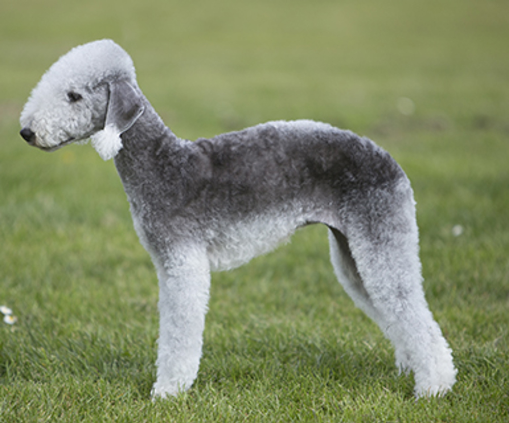 Bedlington Terrier | Breeds A to Z | The Kennel Club
