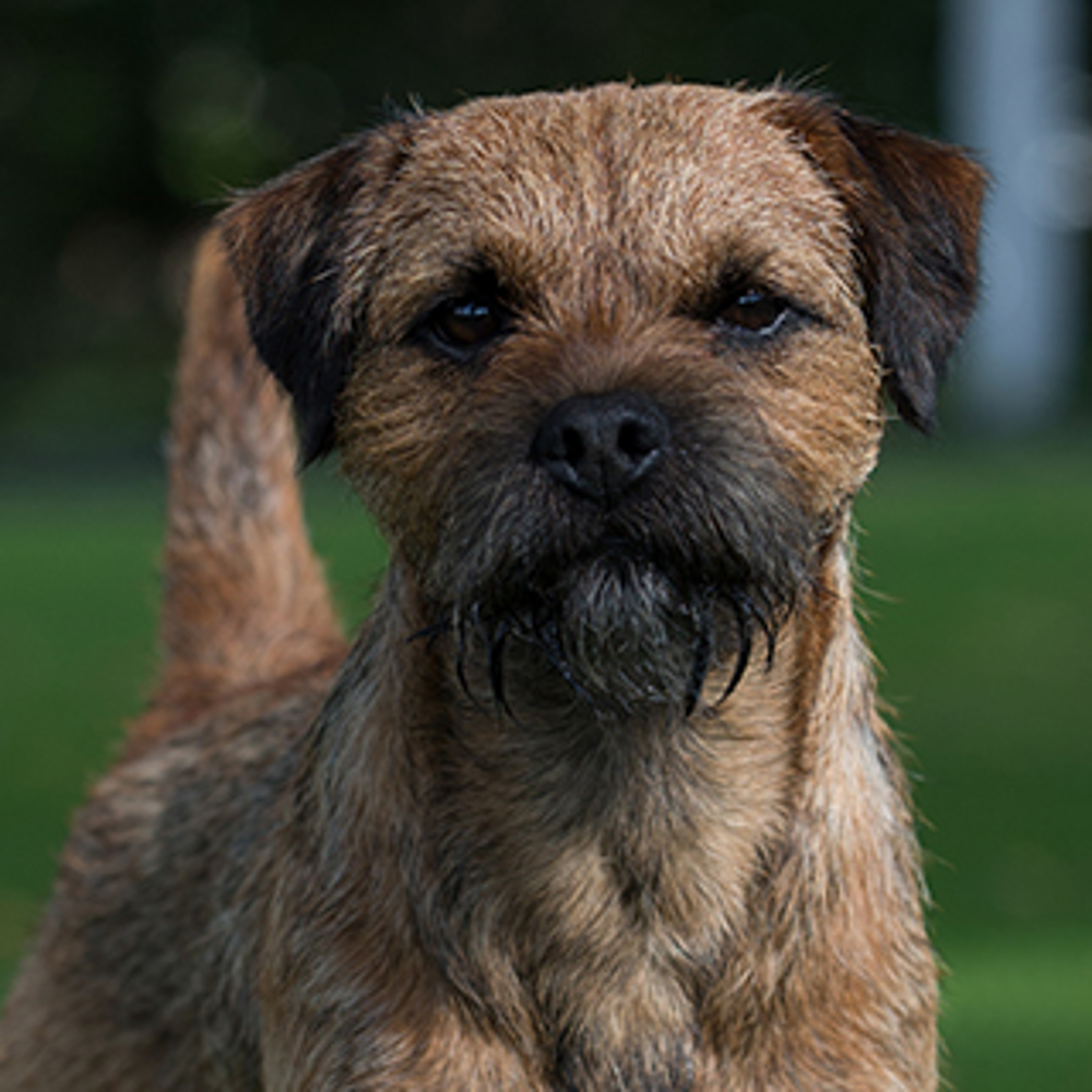 how much exercise does my border terrier need