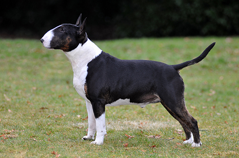 blue merle bull terrier
