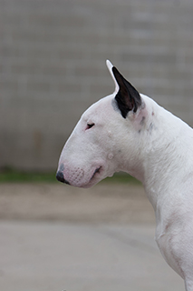 blue merle bull terrier