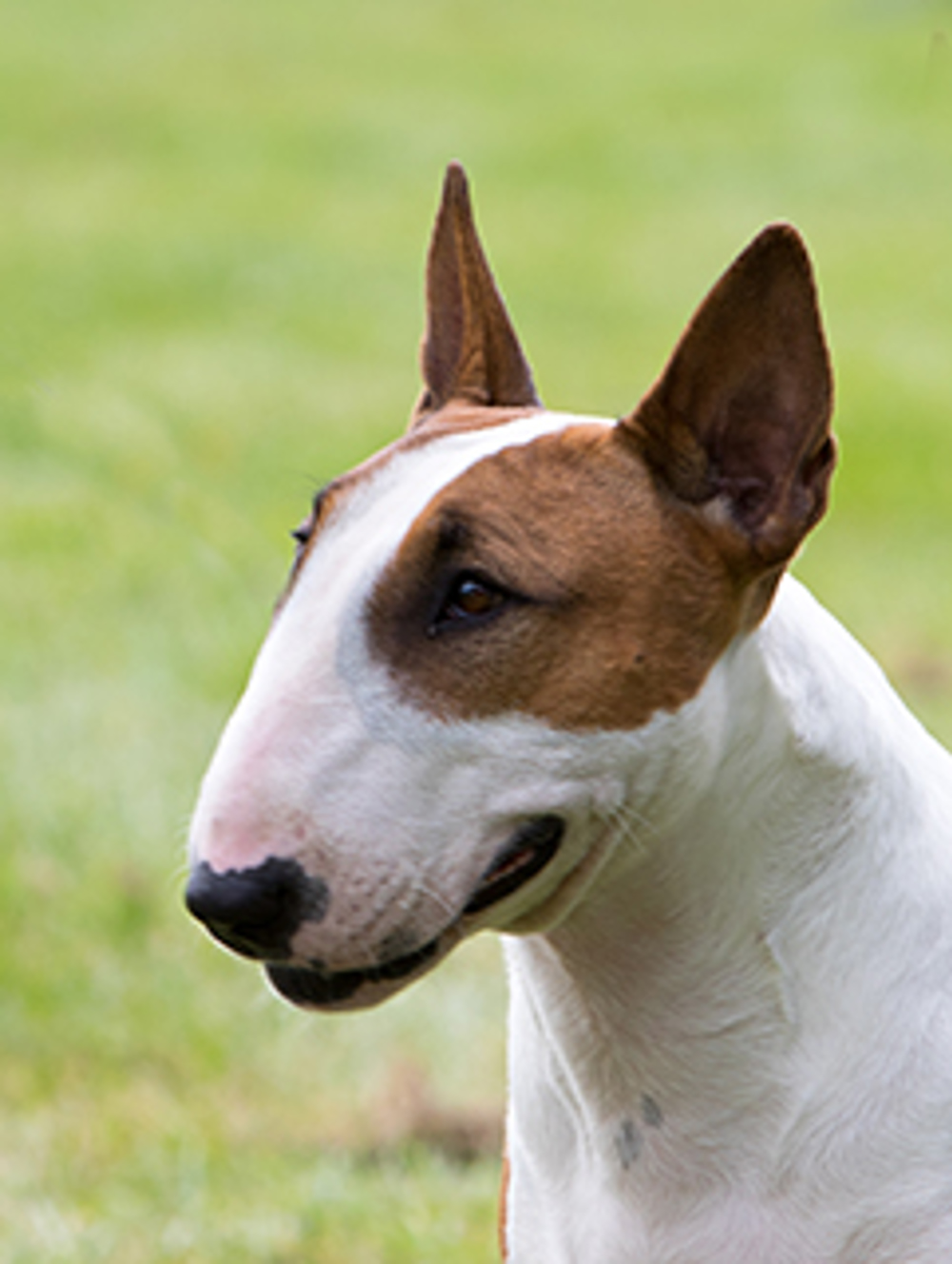 piek een Leia Bull Terrier (Miniature) | Breeds A to Z | The Kennel Club