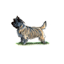 Cairn Terrier | Breeds A to Z | The 