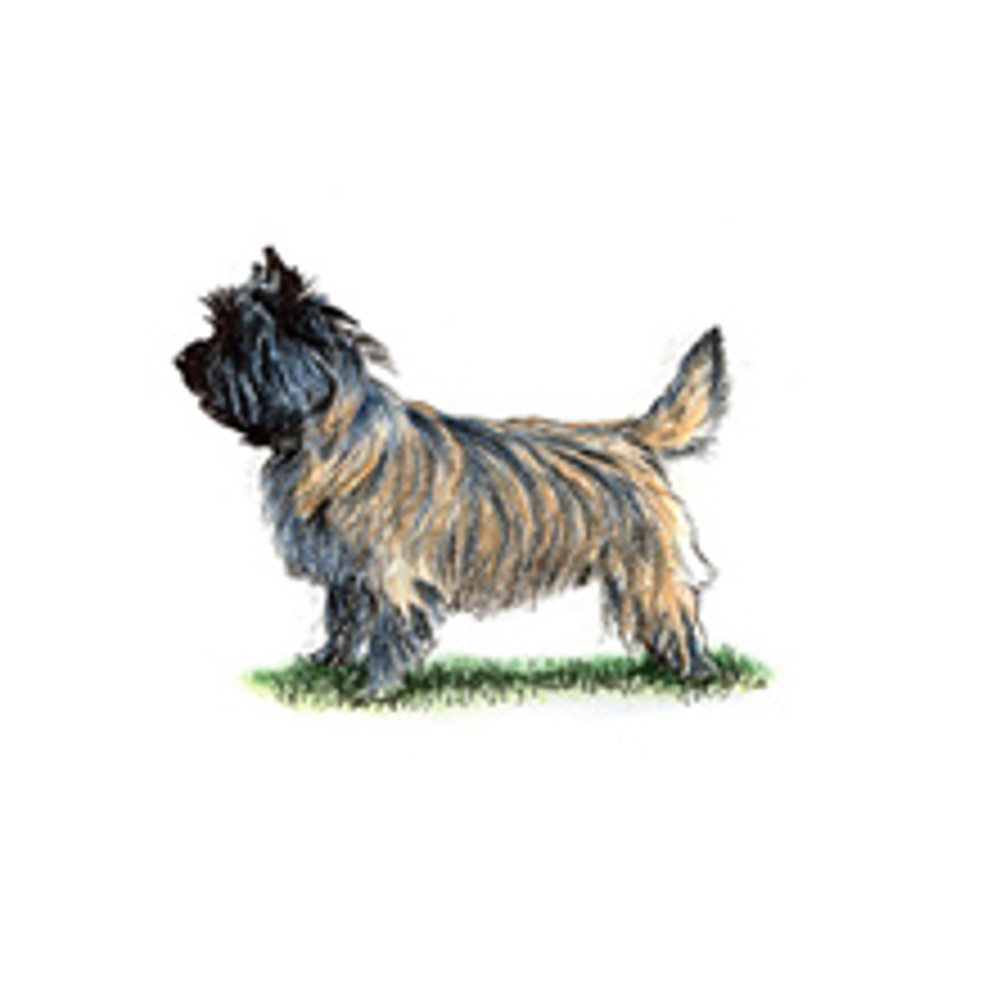 Cairn Terrier illustration