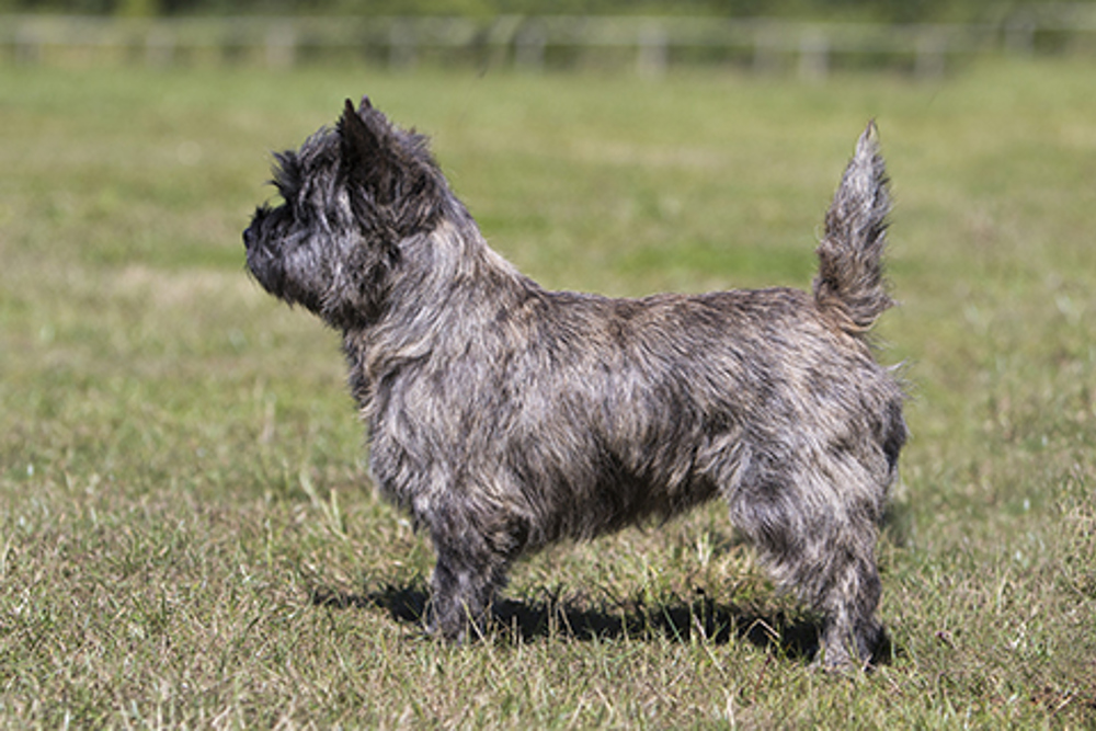 what is the best dog food for a cairn terrier