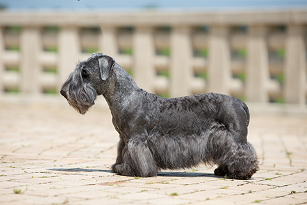 Cesky Terrier | Breeds A to Z | The Kennel Club