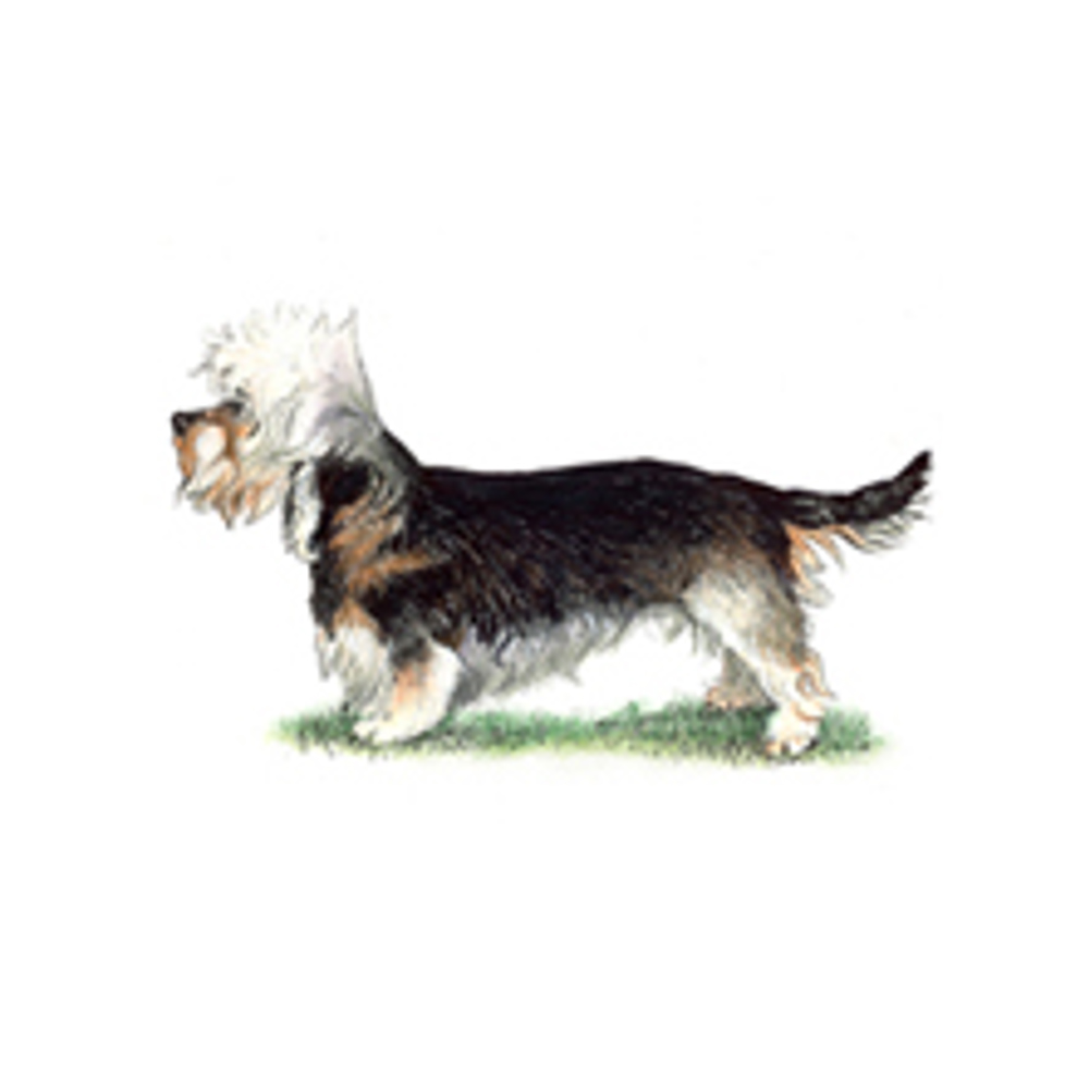 Dandie Dinmont Terrier | Breeds A to Z | The Kennel Club