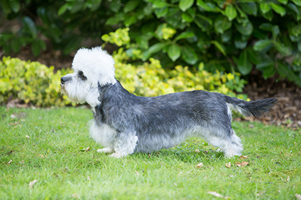 Dandie Dinmont Terrier Dog Breed Information, Pictures, Characteristics &  Facts – Dogtime