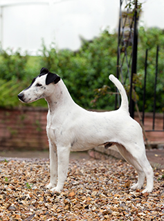 Fox Terrier Smooth Breeds A To Z The Kennel Club