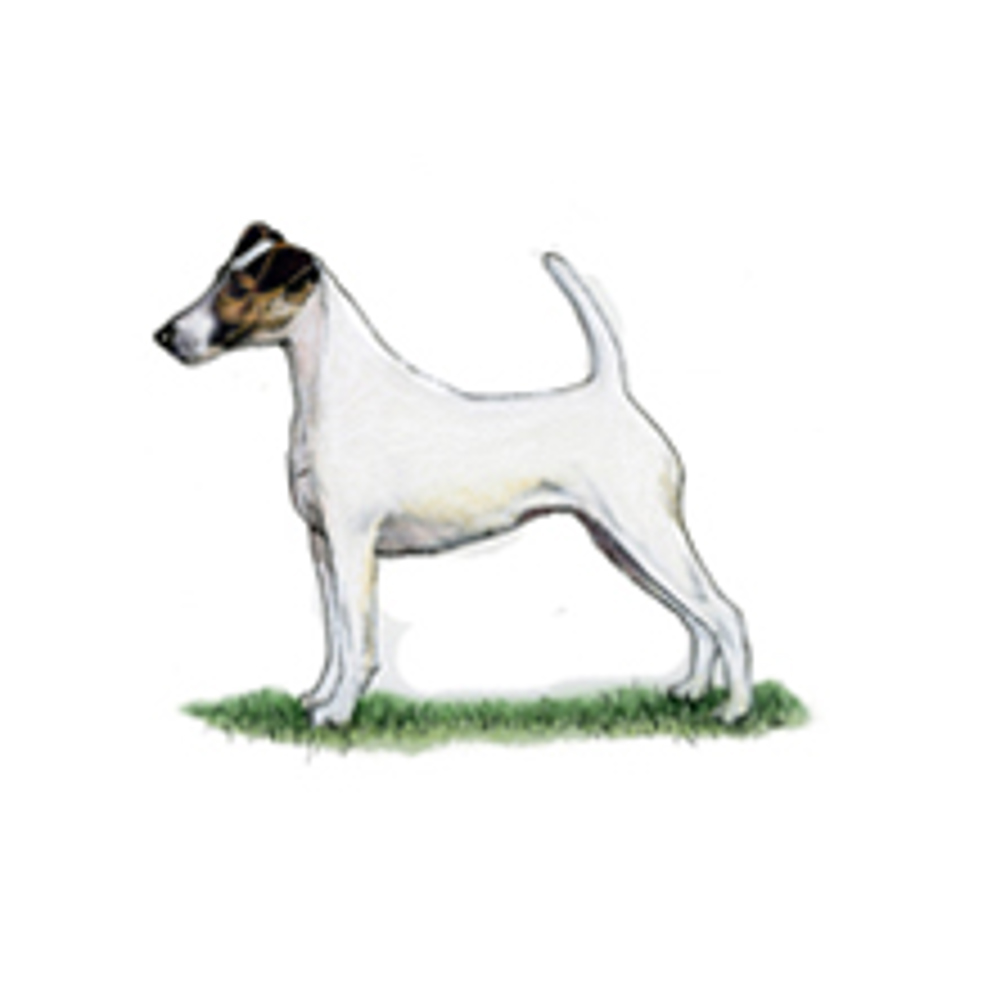 Fox Terrier (Smooth) | Breeds A to Z | The Kennel Club