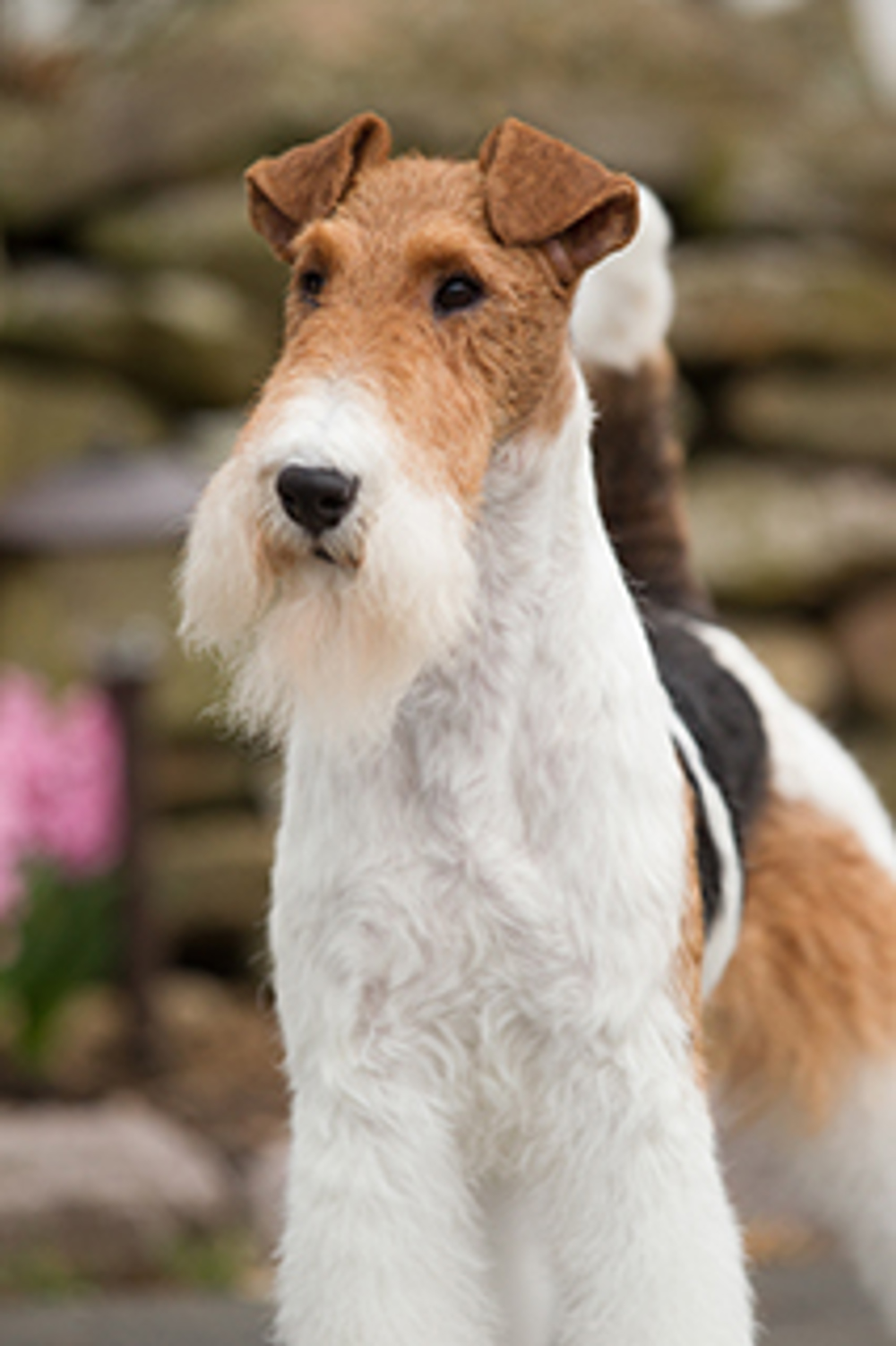 what does a wire fox terrier look like