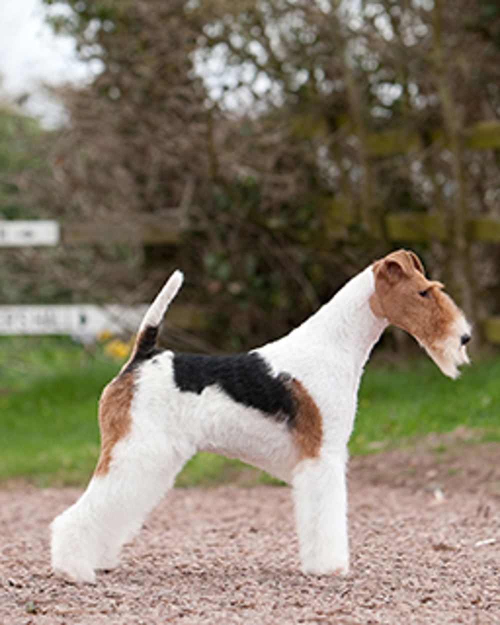 what does a wire fox terrier look like