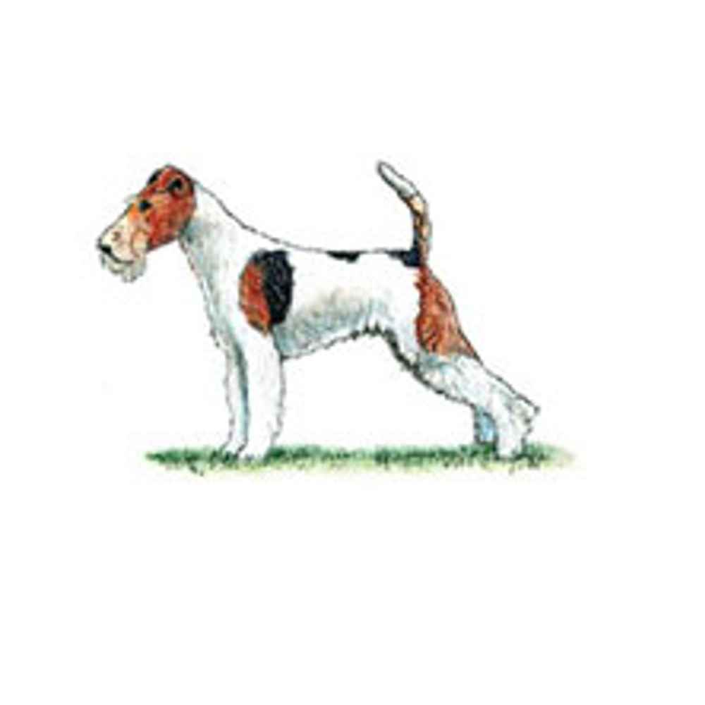 Fox Terrier (Wire) | Breeds A to Z | The Kennel Club