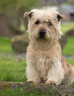 Glen Of Imaal Terrier Breeds A To Z The Kennel Club