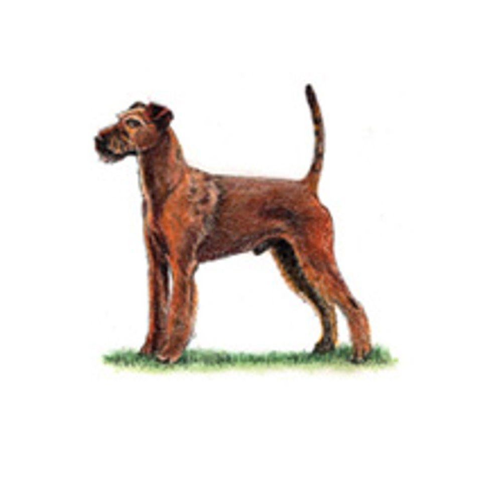 Irish Terrier illustration