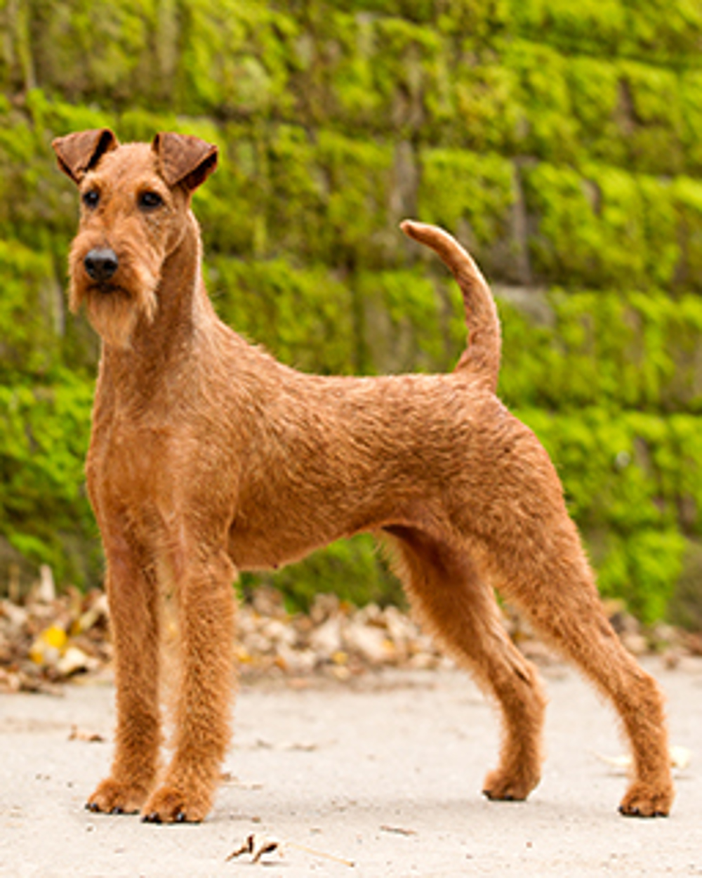 how tall do irish terriers get