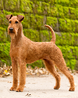 Irish Terrier Breeds A To Z The Kennel Club