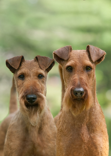 kennel club irish terrier puppies