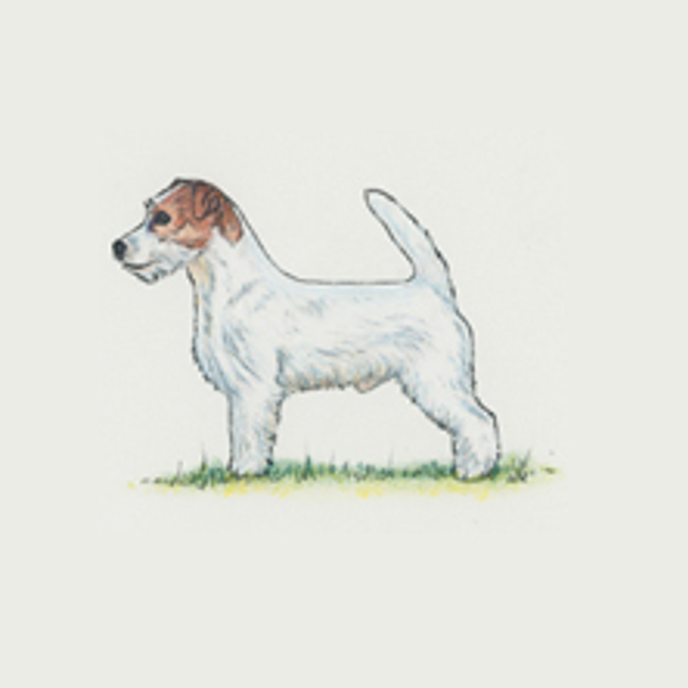 abces mechanisme Email schrijven Jack Russell Terrier | Breeds A to Z | The Kennel Club