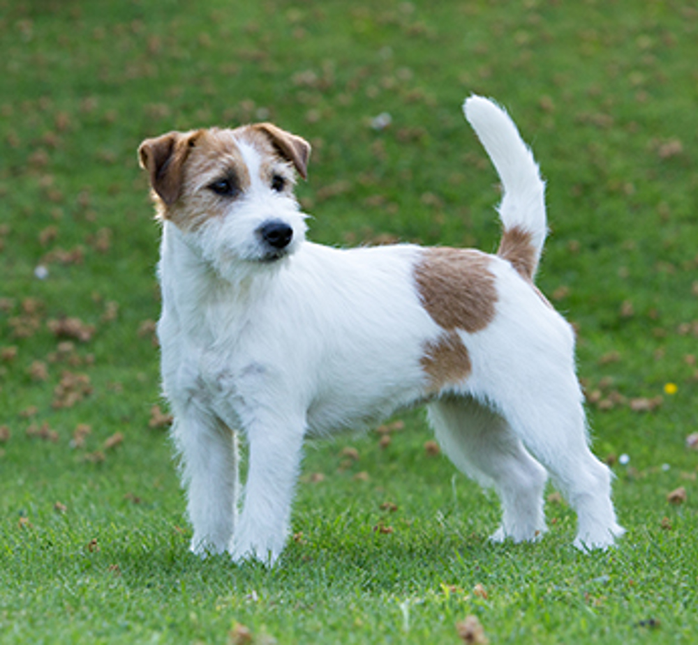 Terrier jack russell Jack Russell