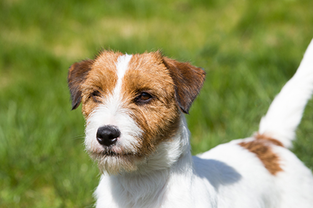 Russell Terrier | A to Z | The Kennel Club