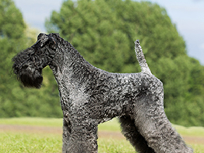 Kerry Blue Terrier standing