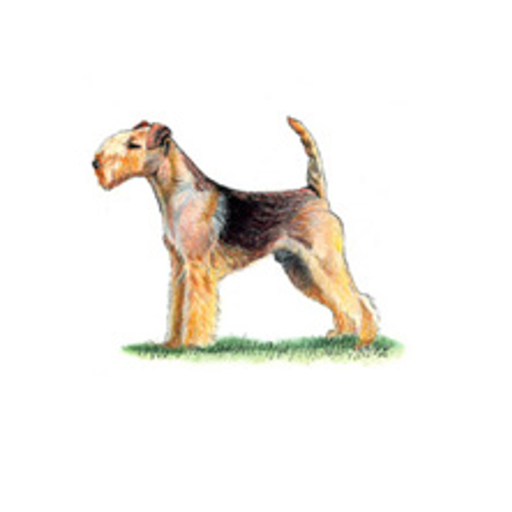 Lakeland Terrier illustration