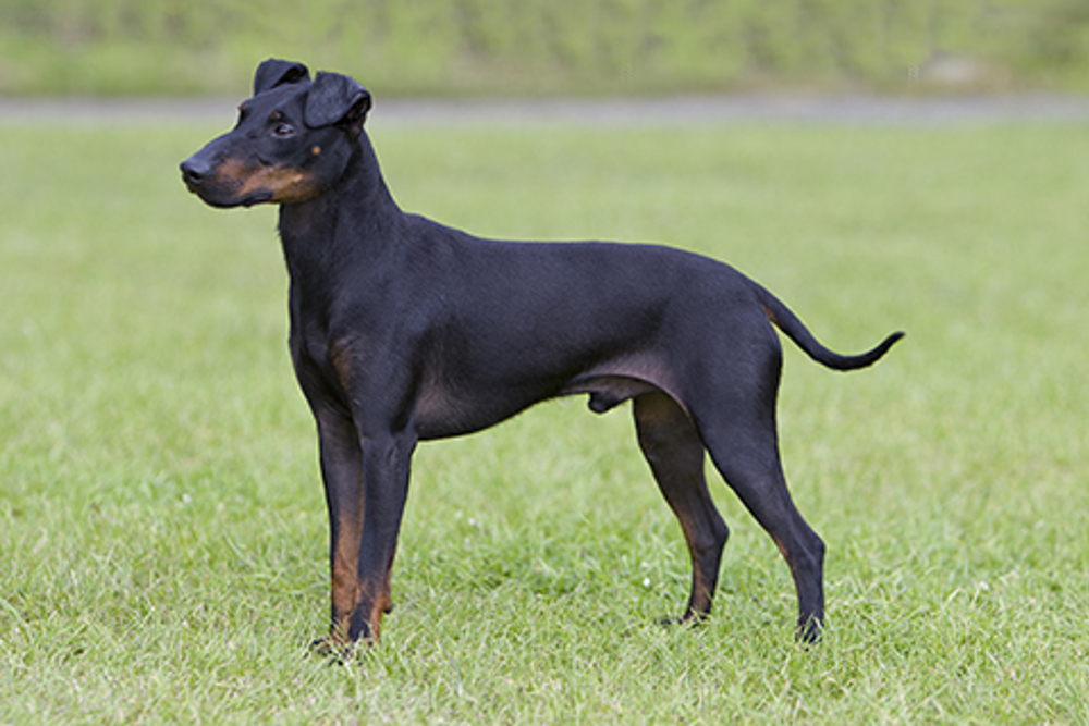 Manchester Terrier standing