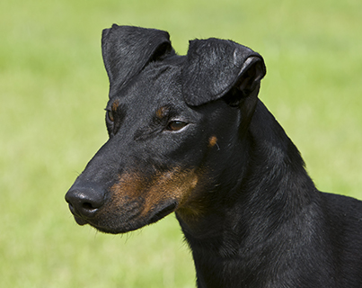 pedigree manchester terrier puppies sale
