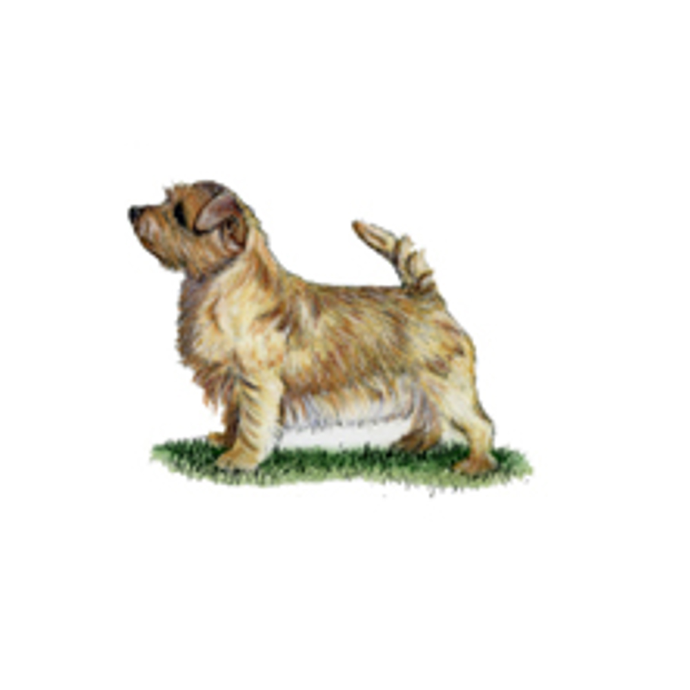 Norfolk Terrier illustration