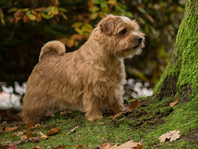 Norfolk Terrier standing