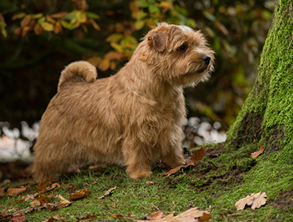 Norfolk Terrier Breeds A To Z The Kennel Club Norfolk Terrier Breeds A To Z The Kennel Club