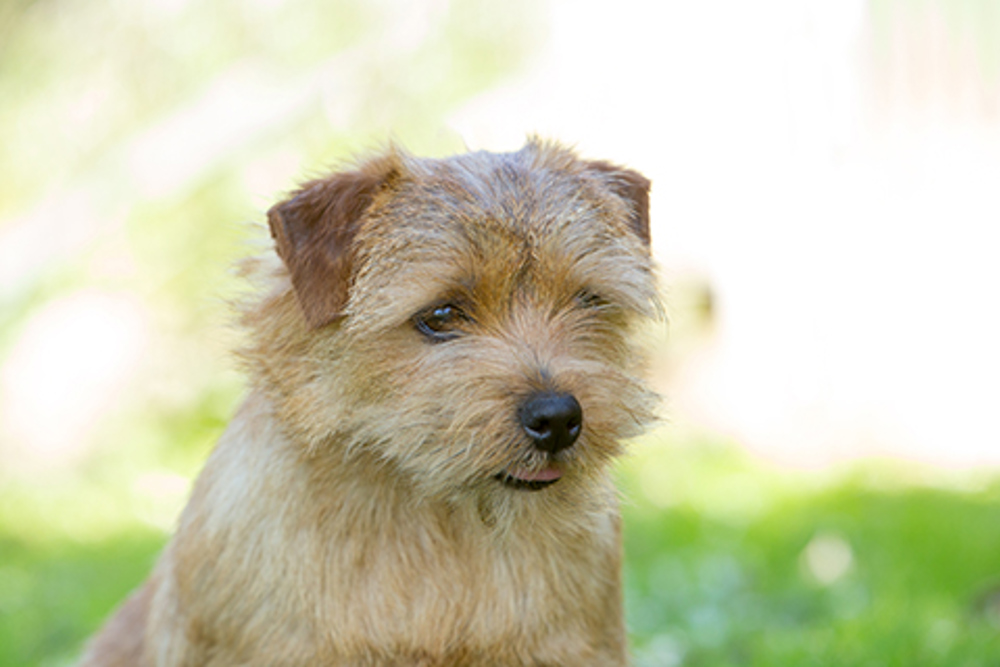 Norfolk Terrier Breeds A To Z The Kennel Club Norfolk Terrier Breeds A To Z The Kennel Club