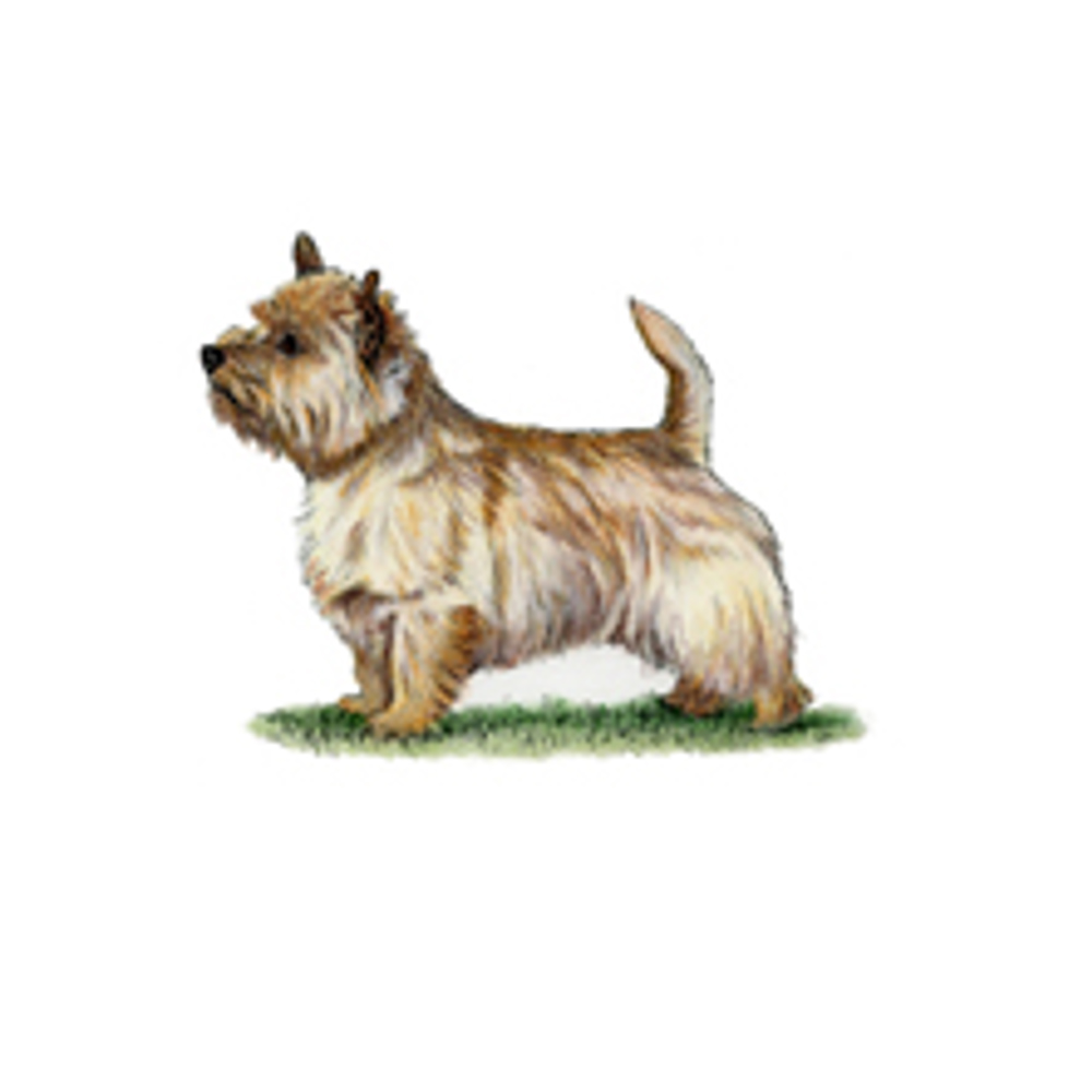 Norwich Terrier illustration