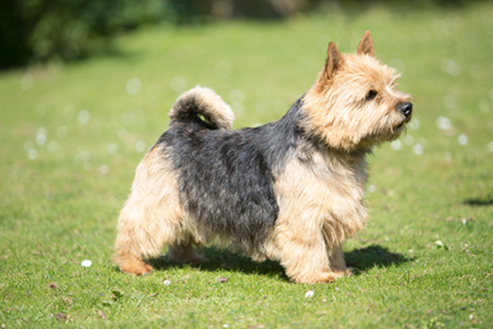 Norwich Terrier | Breeds A to Z | The Kennel Club