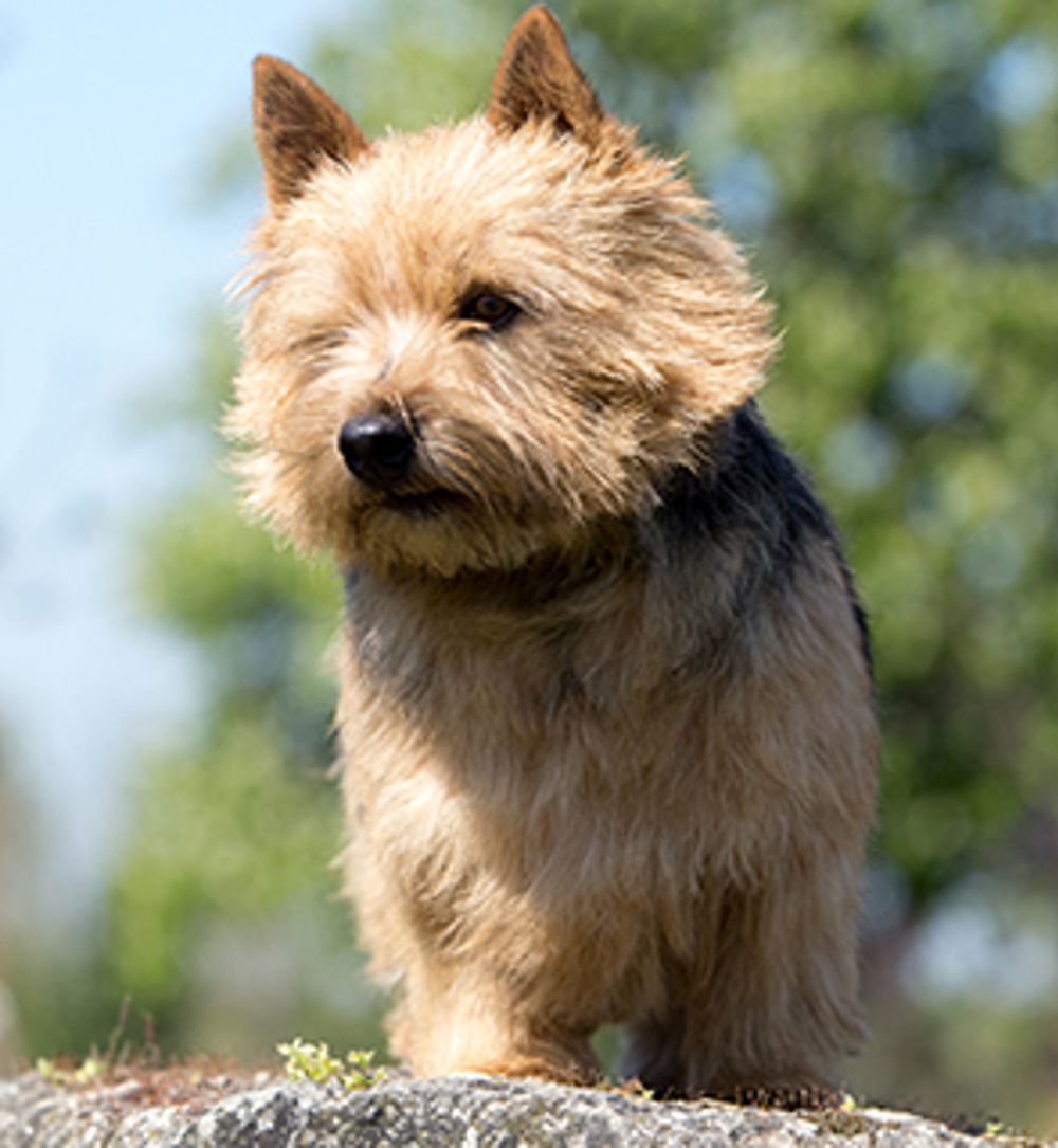 Norwich Terrier | Breeds A to Z | The Kennel Club