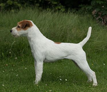parsons terrier puppy