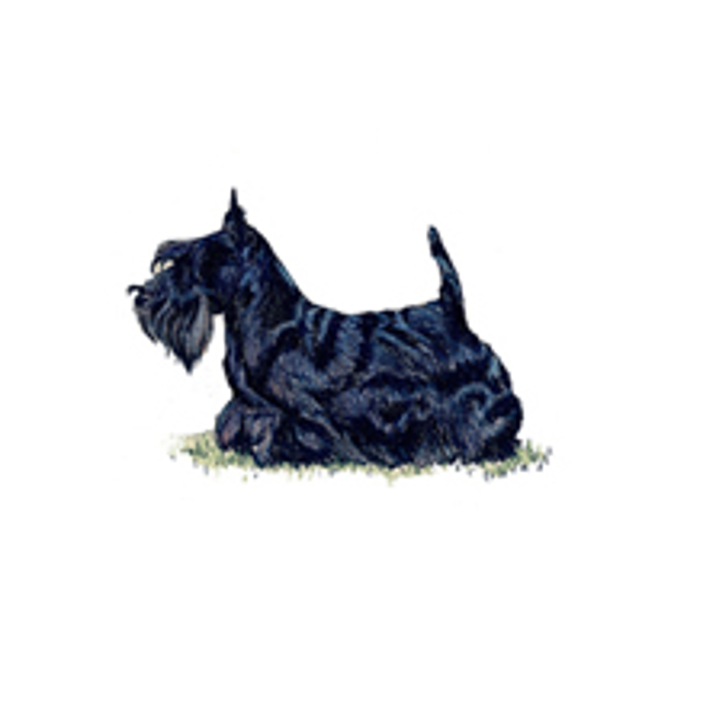 Scottish Terrier illustration