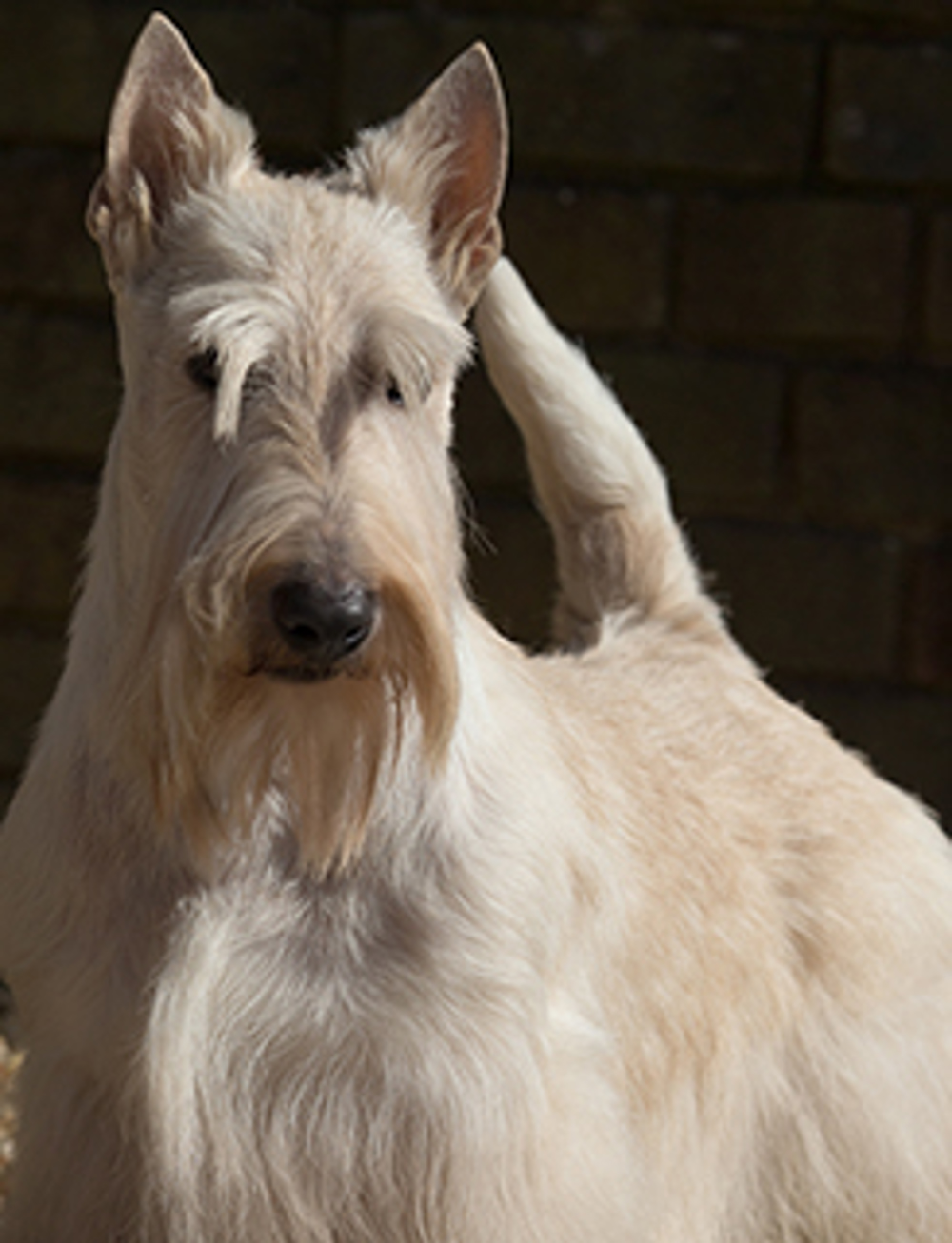 are scottish terriers the breed for you