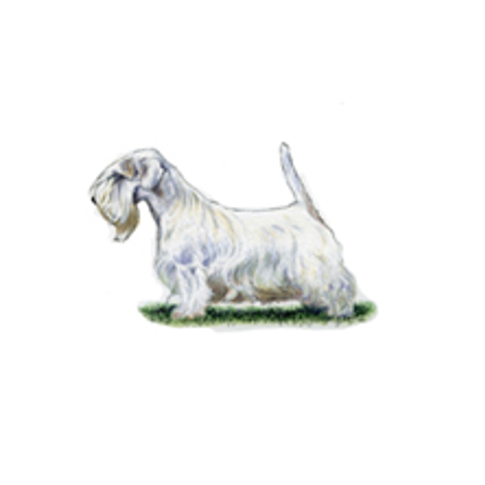 Sealyham Terrier illustration