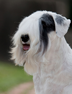 Sealyham Terrier Breeds A To Z The Kennel Club